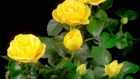 Time Lapse of Opening Yellow Rose Flower Stock Footage 140348647