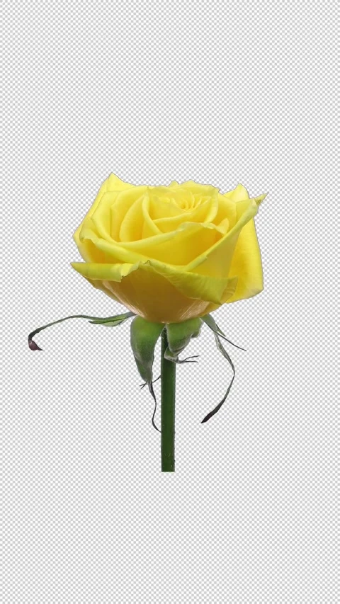 Time lapse of opening yellow rose with ALPHA matte, vertical orientation Stock Footage 337354649