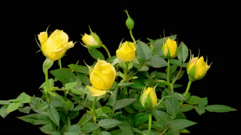 Time Lapse of Opening Yellow Roses Stock Footage 220612078