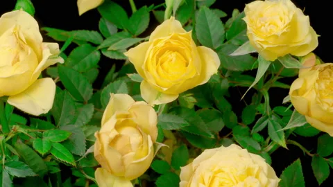 Time Lapse of Opening Yellow Roses Видео 226441080