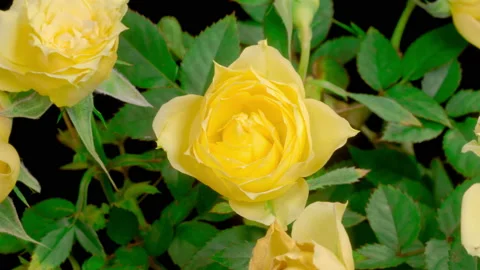Time Lapse of Opening Yellow Roses Видео 229393519