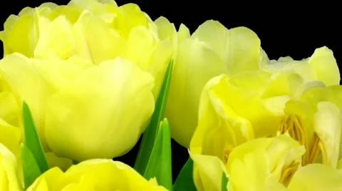Time-lapse opening yellow tulip bouquet with ALPHA matte 8a1 Stock Footage 12238972
