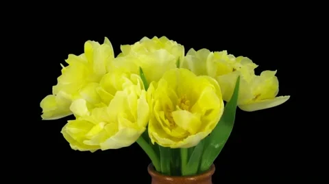 Time-lapse opening yellow tulip bouquet with ALPHA matte 12a2 (DCI-2K) Stock Footage 12238986