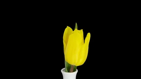 Time-lapse of opening yellow tulip with ALPHA channel Stock Footage 84294705