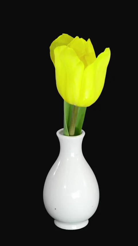 Time lapse opening yellow tulip, vertical orientation Stock Footage 278260210