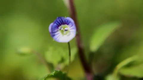 Time lapse of openning of small blue flower of Veronica grass. Macro video. Stock Footage 148448286