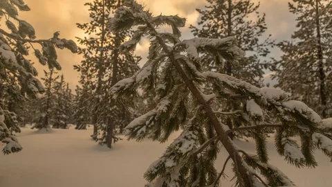Time-lapse of orange clouds moving over the snow covered pine trees Stock Footage 87478473