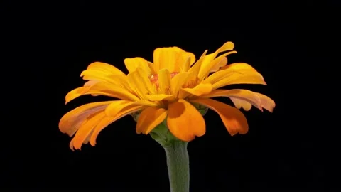 Time Lapse orange Flower Opening Stock-Footage 167846736
