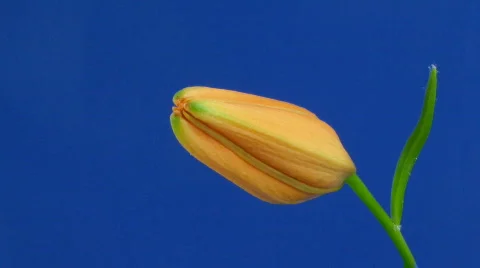 Time-lapse of orange lily opening 2 Stock Footage 105485