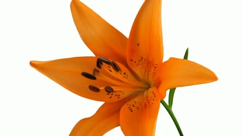 Time-lapse of orange lily opening 2b3 (DCI-3K) Stock-Footage 11624892