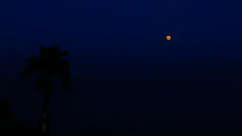 Time lapse of orange moon rising on top of the sea with palm tree in foreground Stock Footage 112903684