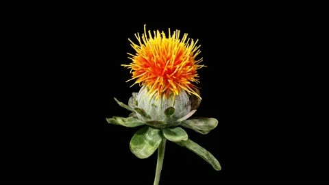 Time Lapse an orange Safflower flower blooming Stockbeeldmateriaal 196277134