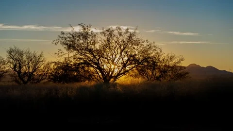 Time lapse of an orange sunrise beyond a desert Mesquite tree Stock Footage 321197315