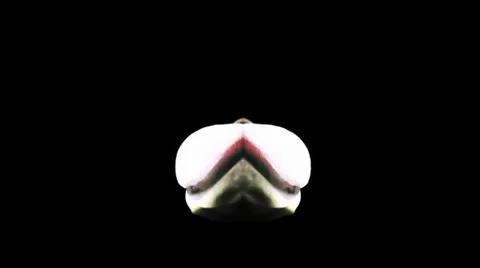 Time Lapse  Orchid Red White Pal 스톡 동영상 37056876