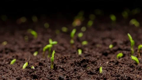 Time-lapse of organic sweet pea shoots germinating. Stock Footage