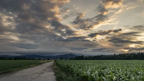 Time lapse over farming corn field. Dust road in the middle Stock Footage 133900253