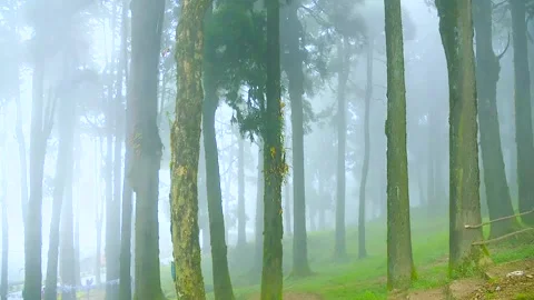 Time lapse over himalayan mountain forest rises, clouds float across the moun Stock Footage 149782964