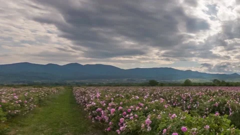 Time lapse over pink rose valley in Bulgaria Stock Footage 131413569