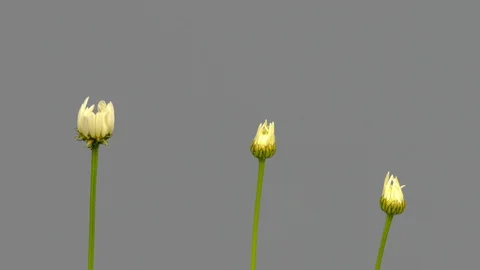 Time-lapse Ox-eye Daisy Several Flower Flowering Plant Stock Footage 127674884