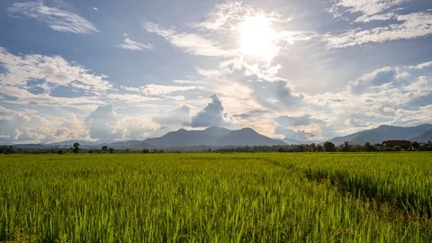 Time lapse paddy rice field Stockbeeldmateriaal 124816320