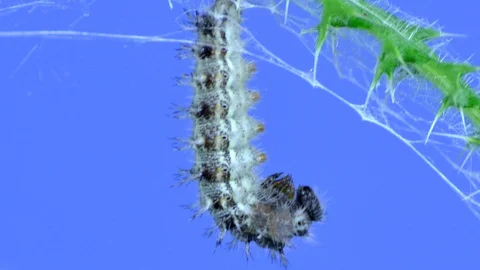 Time-lapse Painted Lady Butterfly Caterpillar Larvae Cocoon Stock Footage