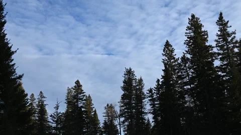 Time lapse of pale bluish colored clouds moving above silhouetted pine and spruc Stock Footage 303379753