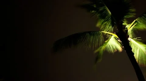 Time lapse of a palm tree and clouds at night 스톡 동영상 22384198