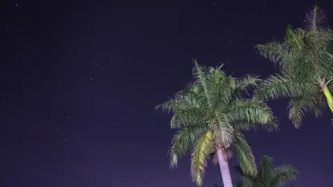 Time lapse from a palm tree in minas gerais state, brazil, during a cold night i Stock Footage 308594428