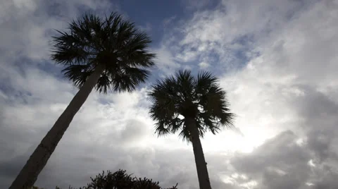 Time Lapse -  Palm Tree Storm Approaching Stock Footage 39549802