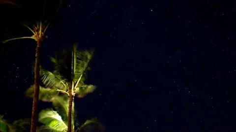 Time lapse of palm trees and stars Stock-Footage 22384318
