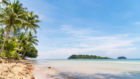 Time lapse Palm trees on the beach. Stock Footage 118238210