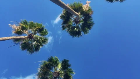 Time Lapse. Palm Trees From Below Against Blue Sky Video stock 327545562