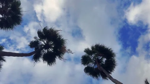 Time Lapse. Palm Trees From Below Against Blue Sky With Airplane Contrail Video stock 327545719
