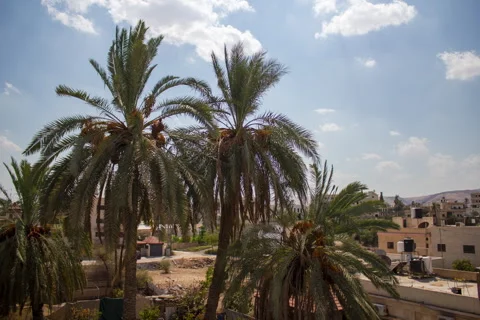 Time Lapse of palm trees in Jericho, West Bank, Palestine. 库存影片 251616416