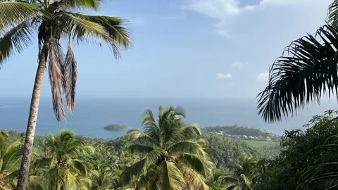 Time lapse with palm trees moving in the wind and a view of Samaná bay in the Stock-Footage 300982580