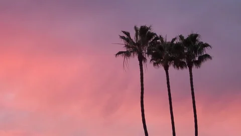 Time lapse of palm trees silhouetted by vibrant pink and purple sunset clouds Stock Footage 80105265