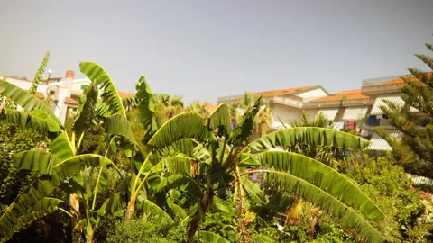 Time lapse of palm trees in town Stock Footage 137590342