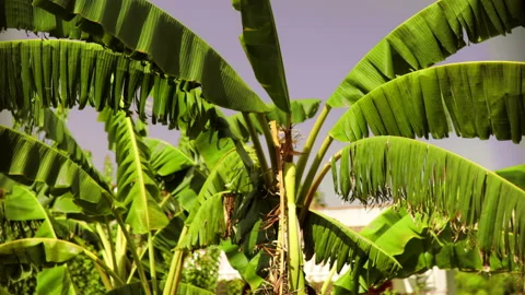 Time lapse of palm trees in town Stock Footage 138203913