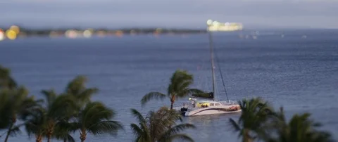 Time-lapse of palm trees in the wind and sailboat sailing in the sea at dusk Stock Footage 97346515