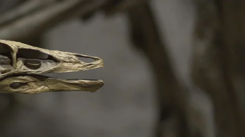 Time Lapse pan of a Dinosaur Skull Stock Footage 62728151
