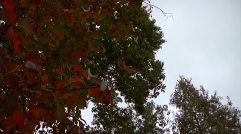 Time lapse of pan in of orange fall leaves 스톡 동영상 34483386