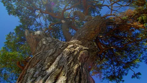Time lapse of Panoramic view of Pine tree trunk against the blue sky Stock Footage 79888138
