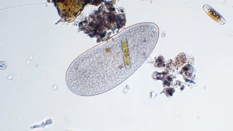 Time lapse, PARAMECIUM EATS DIATOMS, ciliate ate some diatoms Stock Footage 237153385