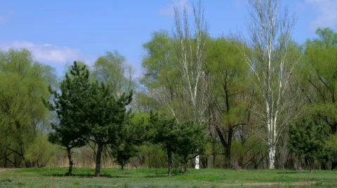 Time lapse in the park Stock Footage 732666