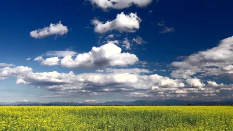 Time lapse partly cloudy blue sky above yellow canola field blooming - Weather Stock Footage 339473503