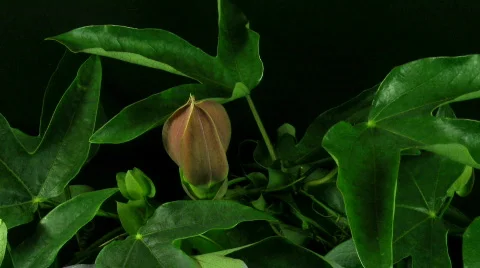 Time-lapse of passiflora opening and closing 1 Stock Footage 116001