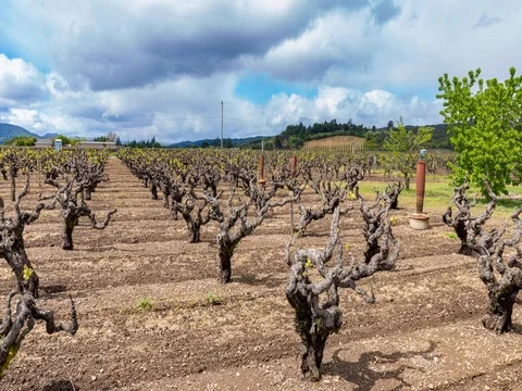 Time lapse of passing clouds over an old vine Zinfandel vineyard in Dry Creek 스톡 동영상 74314912