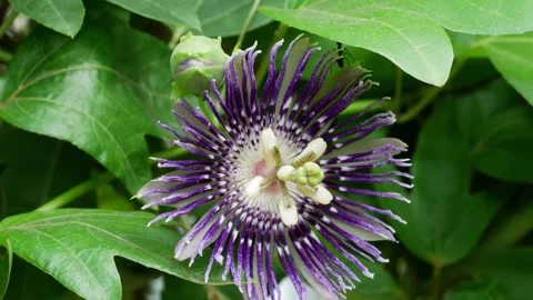 Time lapse of Passion Flower blooming 4K 動画素材 155194797
