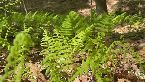 Time-lapse of patch of Ferns growing in dead leaves Stock Footage 239491530
