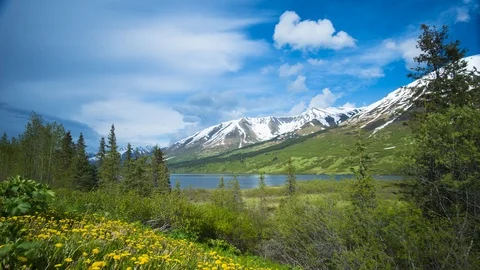 A time lapse of a patch of Yellow Dandelions near Summit Lake on a sunny day 스톡 동영상 109330737